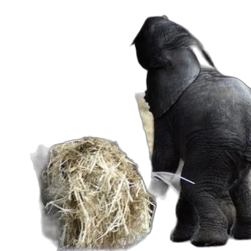 animal, 3d render, baby, elephant, plays, pile, hay, while transparent PNG cut-out