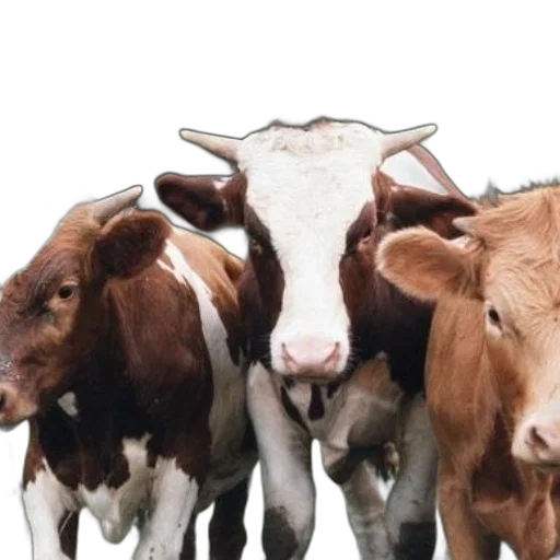 animal, food, photorealistic, three, cows, brown, white, fur transparent PNG cut-out