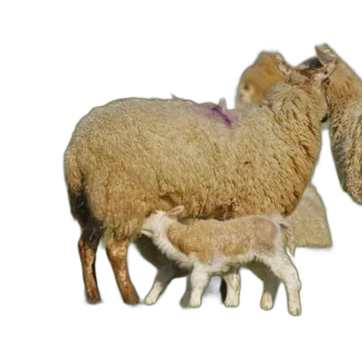 animal, weapon, food, creature, 3d render, photorealistic, concept art, lamb transparent PNG cut-out