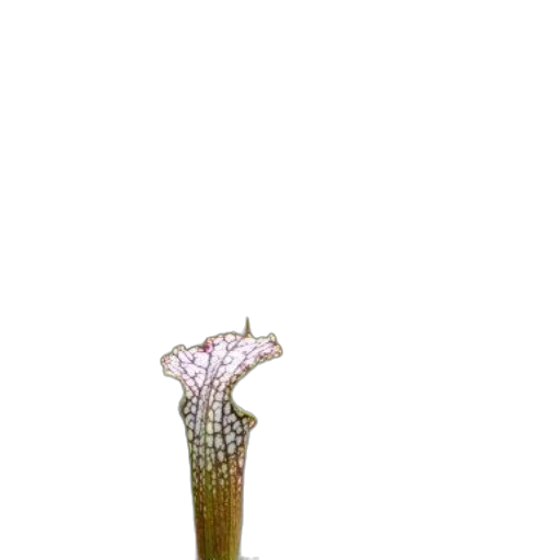 flower, staff, crown, hair, 3d render, photorealistic, concept art, pixel art transparent PNG cut-out
