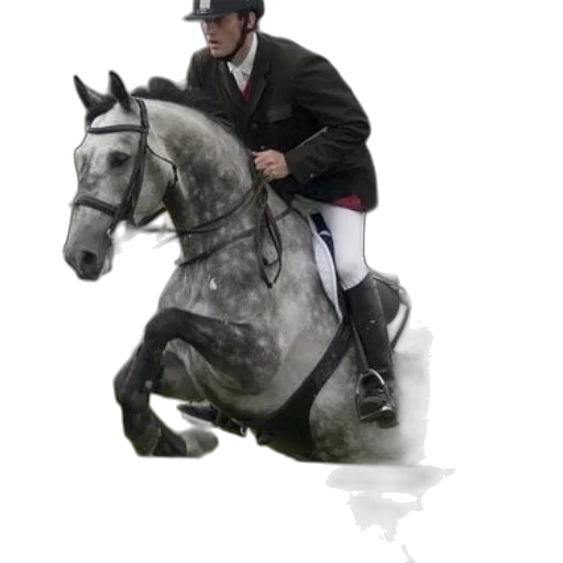 animal, staff, photorealistic, rider, grey, horse, jumps, over transparent PNG cut-out