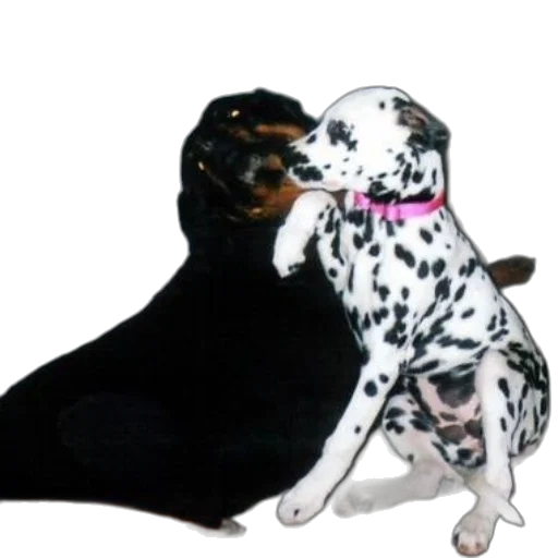 animal, photorealistic, oil painting, snow, dalmatian, dog, pink, collar transparent PNG cut-out