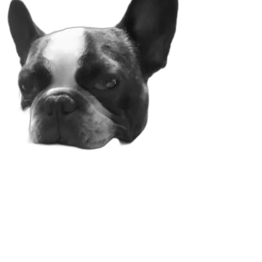 animal, face, staff, creature, photorealistic, 3d render, pixel art, cartoon transparent PNG cut-out