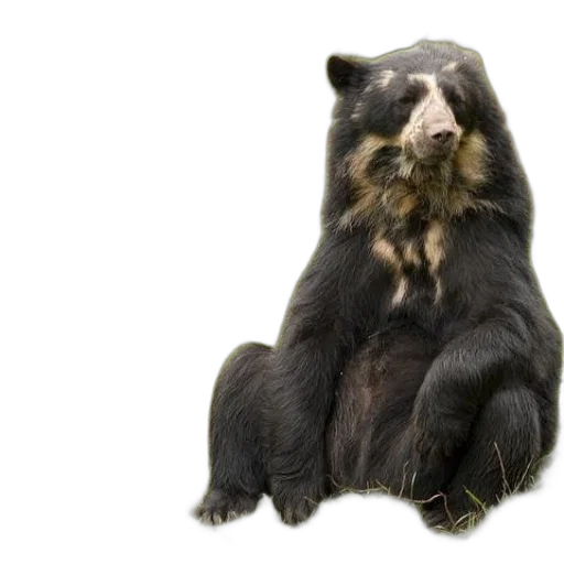 animal, creature, photorealistic, black, bear, sits, grass, front transparent PNG cut-out