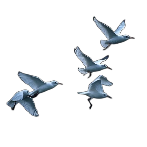 animal, creature, 3d render, concept art, photorealistic, group, white, birds transparent PNG cut-out
