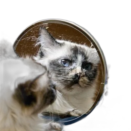 hair, animal, face, crown, photorealistic, cat, blue, eyes transparent PNG cut-out