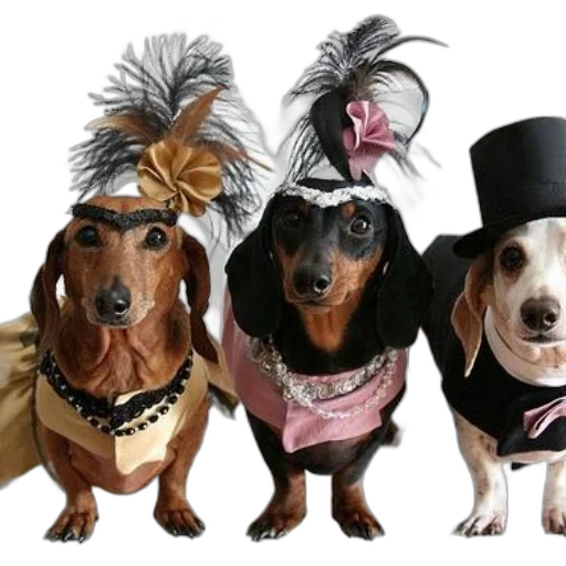 hat, animal, crown, mask, three, dachshunds, dressed, fancy transparent PNG cut-out