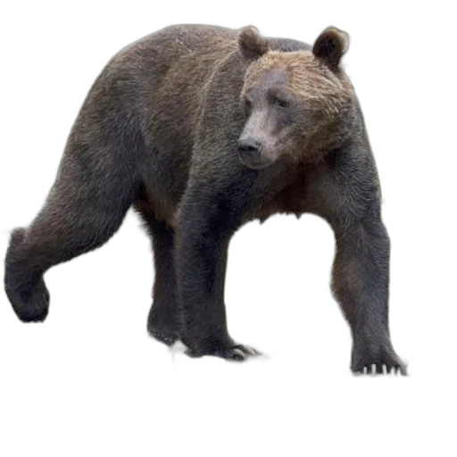 animal, creature, staff, face, concept art, photorealistic, 3d render, pixel art transparent PNG cut-out