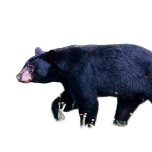 animal, creature, weapon, food transparent PNG cut-out