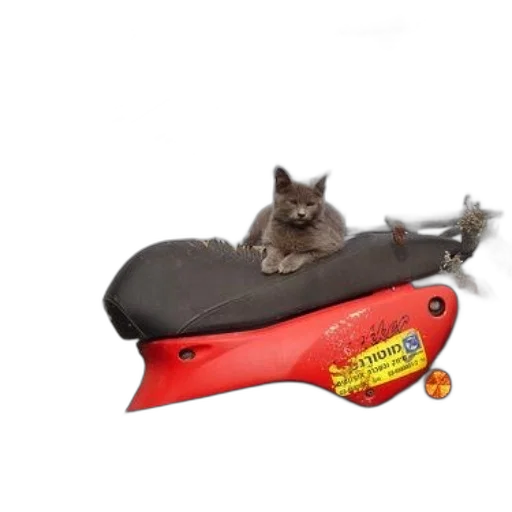 shoes, weapon, staff, animal, photorealistic, 3d render, gray, cat transparent PNG cut-out