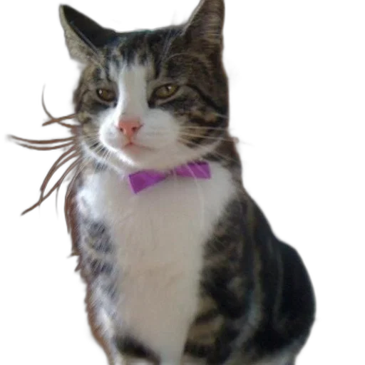 staff, animal, creature, jewelry transparent PNG cut-out