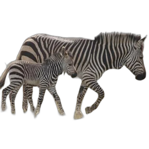 animal, creature, jewelry, furniture, 3d render, concept art, photorealistic, mother transparent PNG cut-out