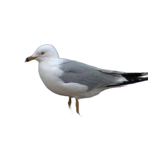 animal, food, creature, staff, 3d render, photorealistic, concept art, seagull transparent PNG cut-out