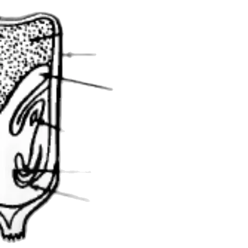 shoes, crown, face, staff, cartoon, concept art, diagram, seed transparent PNG cut-out