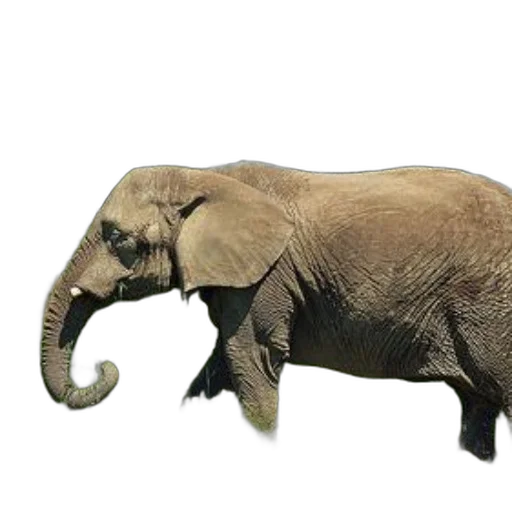 animal, creature, staff, weapon, photorealistic, 3d render, concept art, majestic transparent PNG cut-out