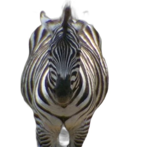 animal, creature, hair, jewelry, 3d render, photorealistic, concept art, zebra transparent PNG cut-out