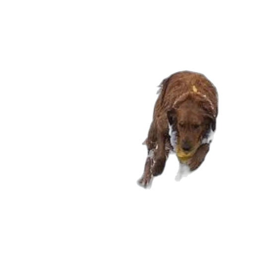 animal, creature, staff, face, 3d render, photorealistic, pixel art, concept art transparent PNG cut-out
