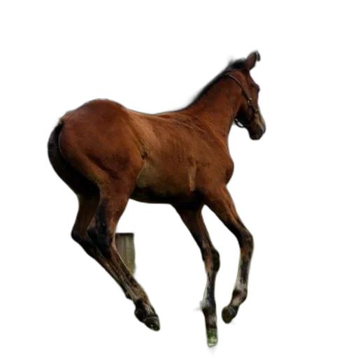 animal, creature, staff, hair, photorealistic, 3d render, concept art, pixel art transparent PNG cut-out