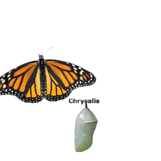creature, animal, umbrella, jewelry, 3d render, photorealistic, concept art, pixel art transparent PNG cut-out