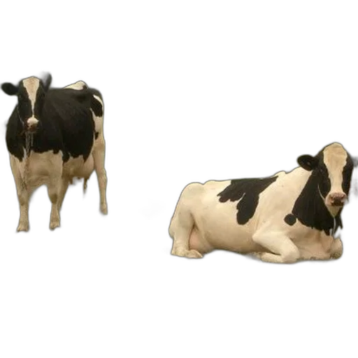 animal, jewelry, food, 3d render, concept art, photorealistic, two, holstein transparent PNG cut-out