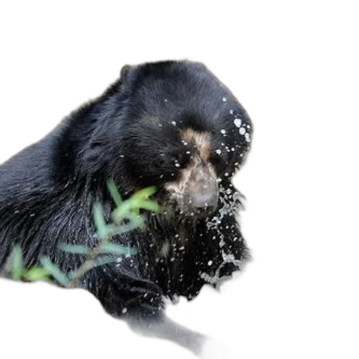 animal, hair, creature, dragon, photorealistic, green, black, bear transparent PNG cut-out