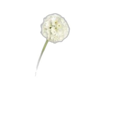 flower, staff, weapon, crown, photorealistic, 3d render, concept art, pixel art transparent PNG cut-out