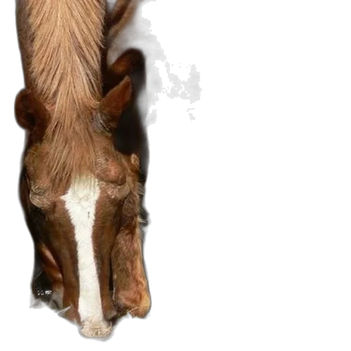 animal, creature, staff, weapon, photorealistic, 3d render, brown, horse transparent PNG cut-out