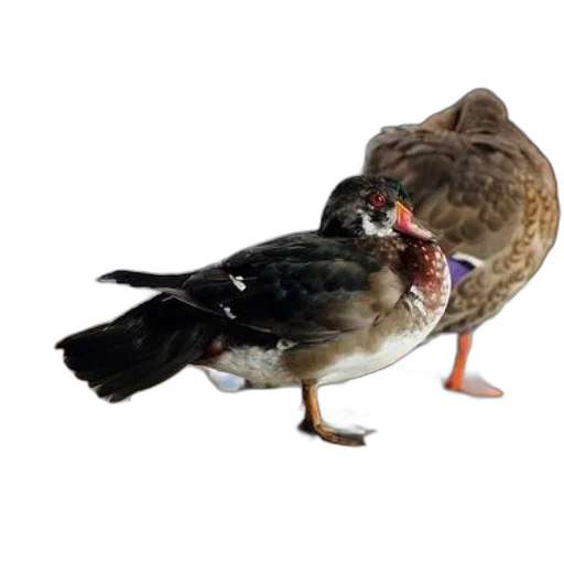 animal, food, crown, jewelry, 3d render, photorealistic, concept art, duck transparent PNG cut-out