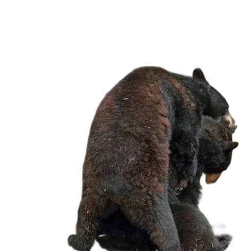 animal, creature, hair, staff, 3d render, concept art, photorealistic, two transparent PNG cut-out