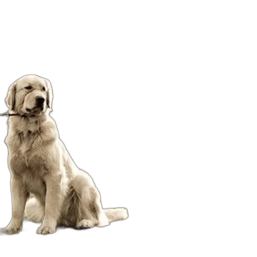 animal, staff, 3d render, photorealistic, golden, retriever, sits, serene transparent PNG cut-out