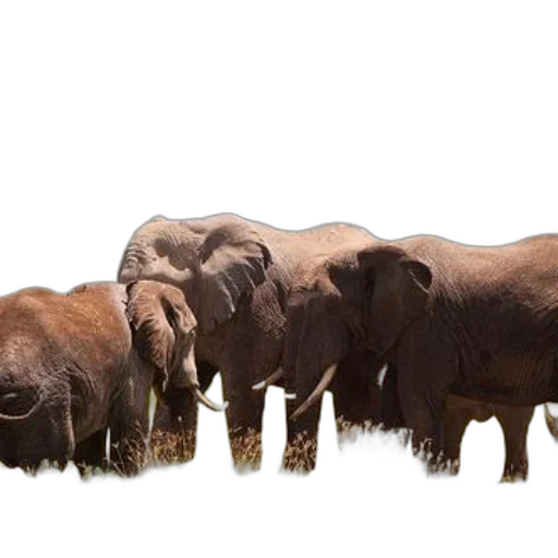 animal, concept art, photorealistic, earth tones, herd, elephants, stands, grassy transparent PNG cut-out