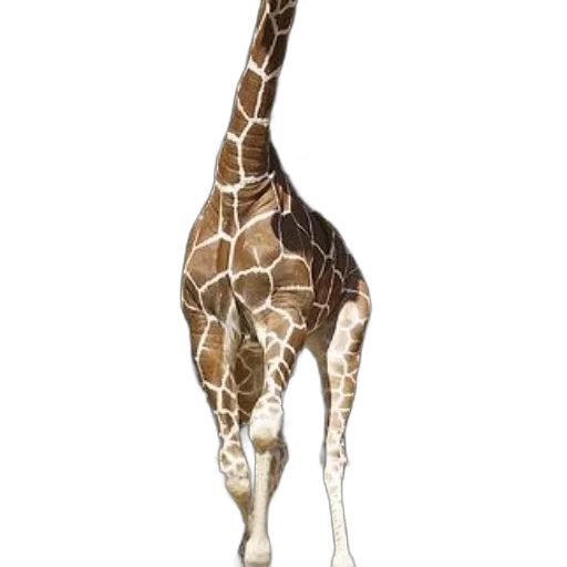animal, creature, staff, weapon, concept art, watercolor, 3d render, photorealistic transparent PNG cut-out