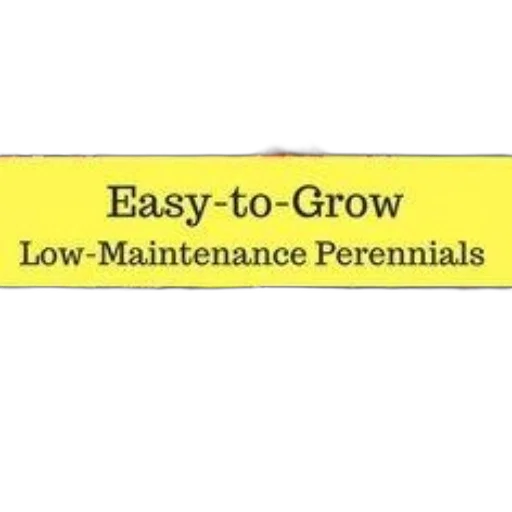 image, features, collage, flowers, text, easy-to-grow, low-maintenance, perennials transparent PNG cut-out