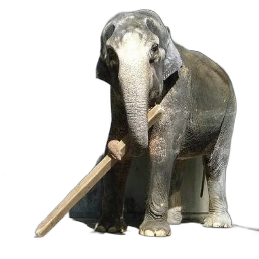 staff, animal, weapon, umbrella, 3d render, concept art, photorealistic, elephant transparent PNG cut-out