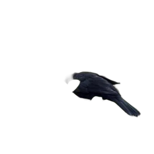 animal, creature, shoes, umbrella, 3d render, photorealistic, black, bird transparent PNG cut-out