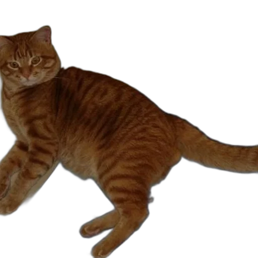 animal, staff, creature, photorealistic, 3d render, orange, tabby, cat transparent PNG cut-out