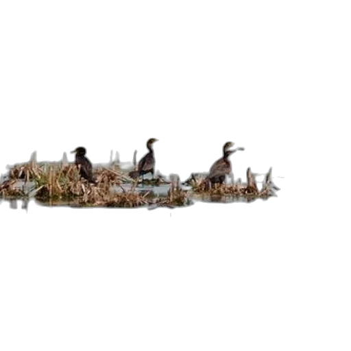 animal, crown, staff, weapon, pixel art, 3d render, photorealistic, concept art transparent PNG cut-out
