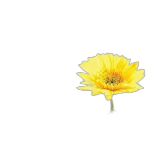flower, crown, jewelry, umbrella, 3d render, photorealistic, pixel art, concept art transparent PNG cut-out