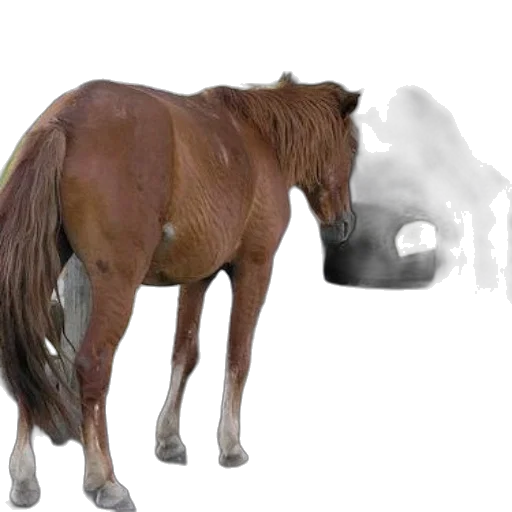 animal, creature, mask, weapon, photorealistic, 3d render, concept art, vaporwave transparent PNG cut-out