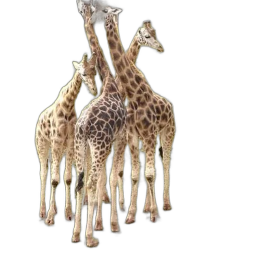 animal, jewelry, 3d render, concept art, photorealistic, fantasy art, four, giraffes transparent PNG cut-out