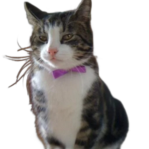 staff, animal, creature, jewelry, photorealistic, cat, wearing, purple transparent PNG cut-out
