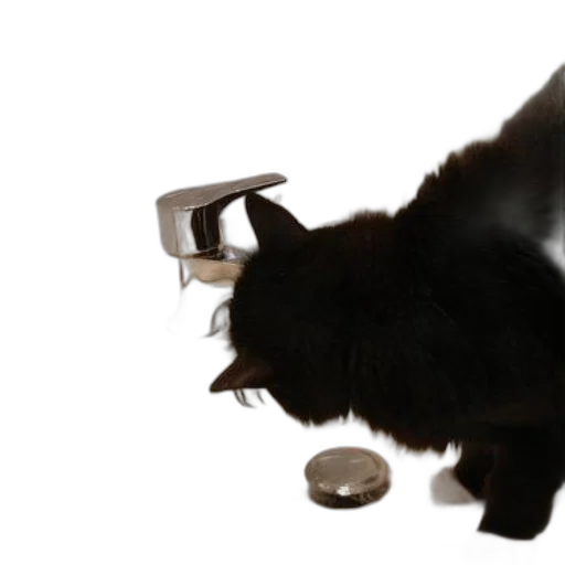 food, animal, staff, jewelry, 3d render, photorealistic, black, cat transparent PNG cut-out