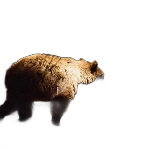 animal, hat, creature, hair, 3d render, photorealistic, concept art, brown transparent PNG cut-out