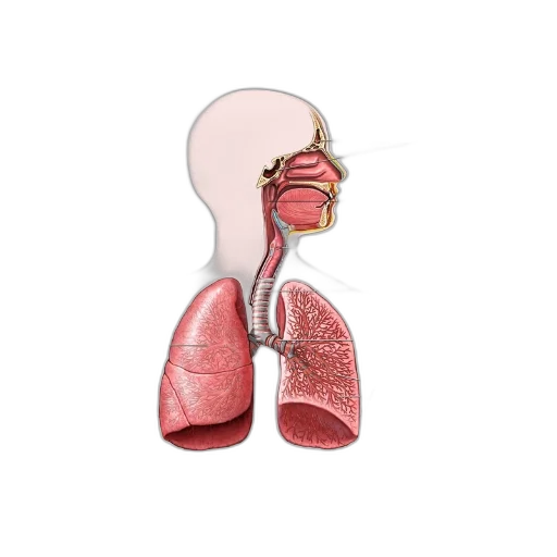jewelry, detailed, diagram, human, respiratory, system, including, sinuses transparent PNG cut-out