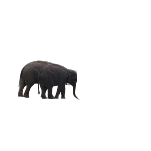 animal, creature, hat, umbrella, 3d render, concept art, pixel art, photorealistic transparent PNG cut-out