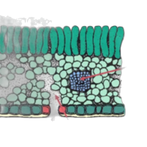 underwater, outer space, green, diagram, plant, leaf, cross-section, showing transparent PNG cut-out