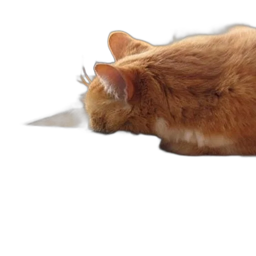 animal, staff, hat, creature, photorealistic, 3d render, ginger, cat transparent PNG cut-out
