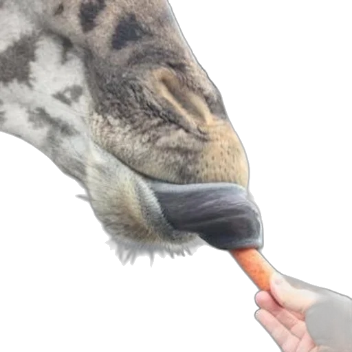 animal, creature, umbrella, staff, photorealistic, watercolor, 3d render, concept art transparent PNG cut-out