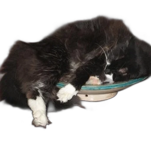 food, black, white, cat, sleeping, blue, bowl, wooden transparent PNG cut-out