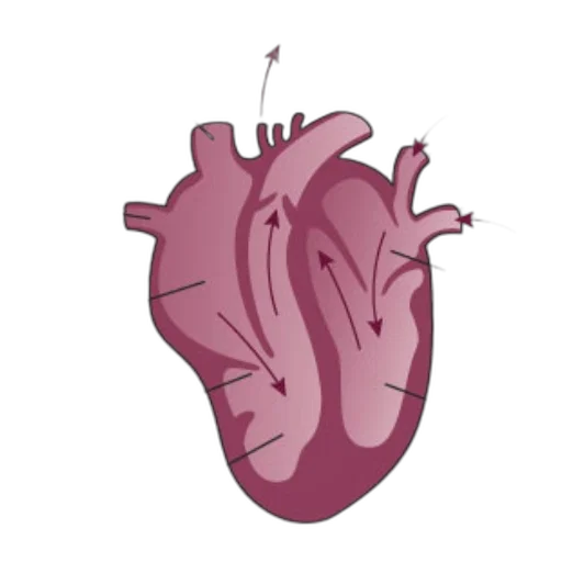 concept art, 3d render, pixel art, cartoon, diagram, human, heart, labeled transparent PNG cut-out